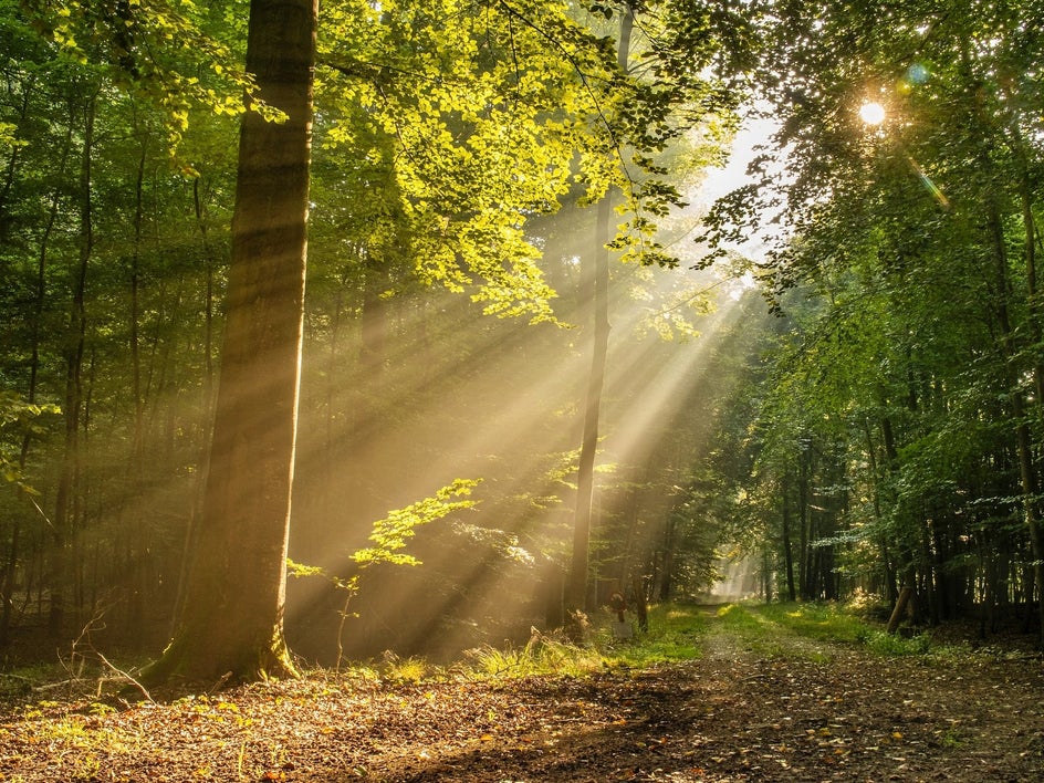 lens flare in forest