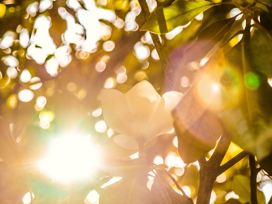 lens flare through branches