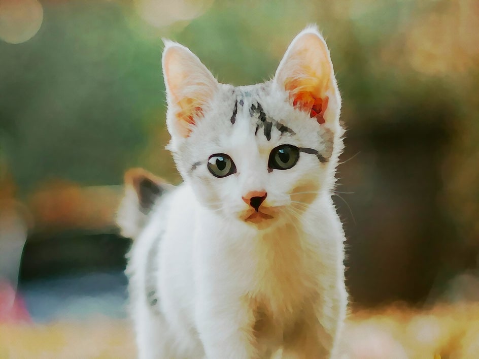 watercolor kitty