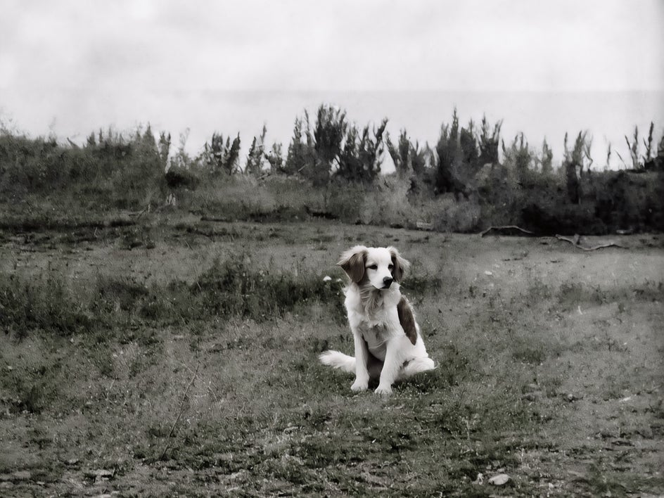 After applying old photo restorer to dog photo