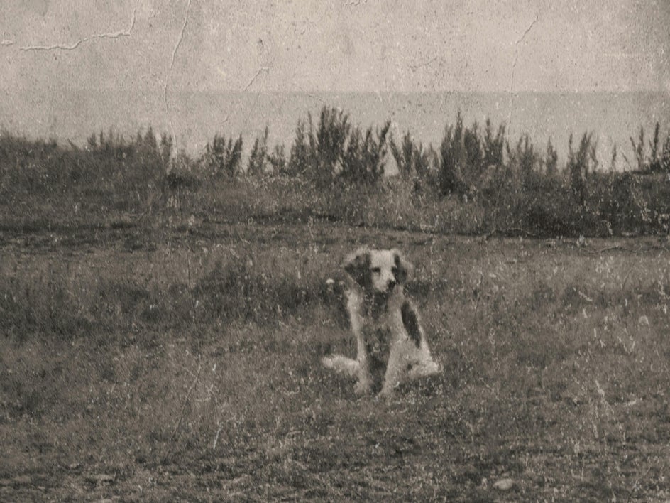 Old photo with dog in foreground and damage on film
