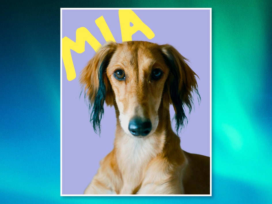 Dog pet portrait with purple background for Mia