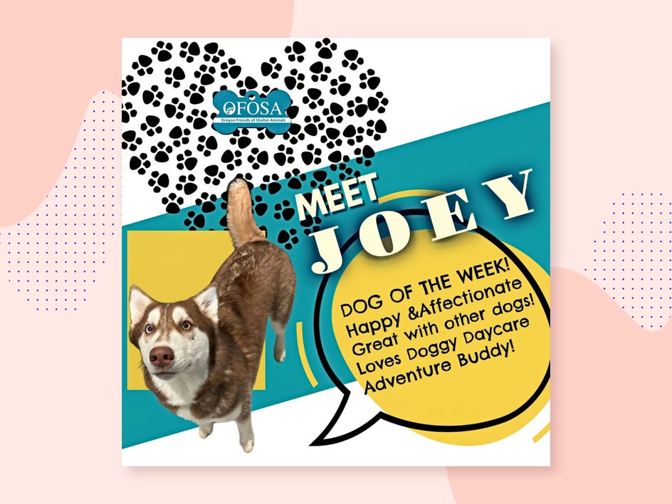 meet joey