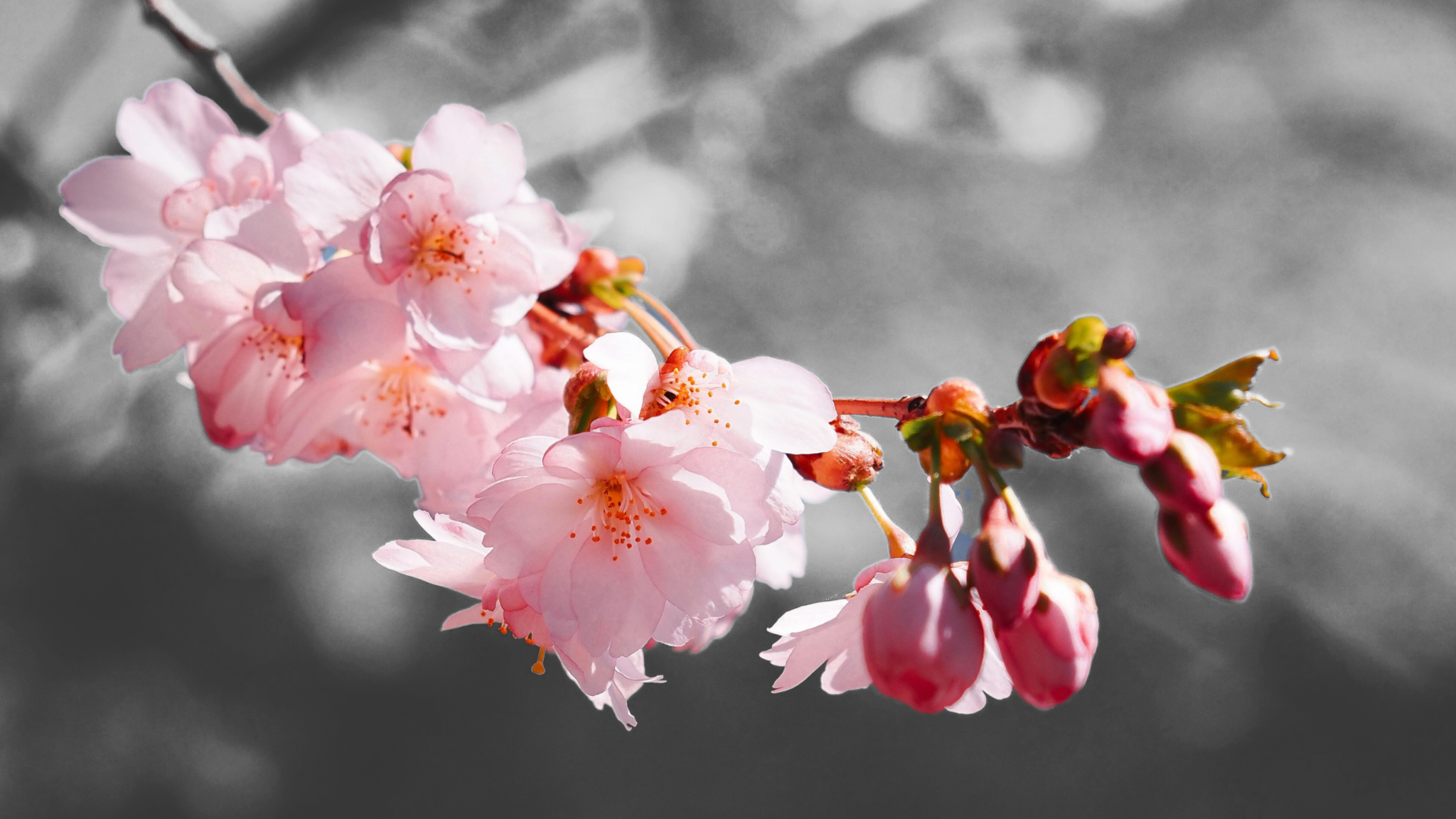 Black and white photo of cherry blossom with single branch colorized to show off pink hues