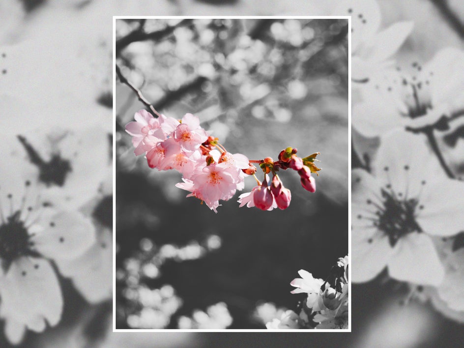Final black and white photo of cherry blossom with single branch highlighted in color