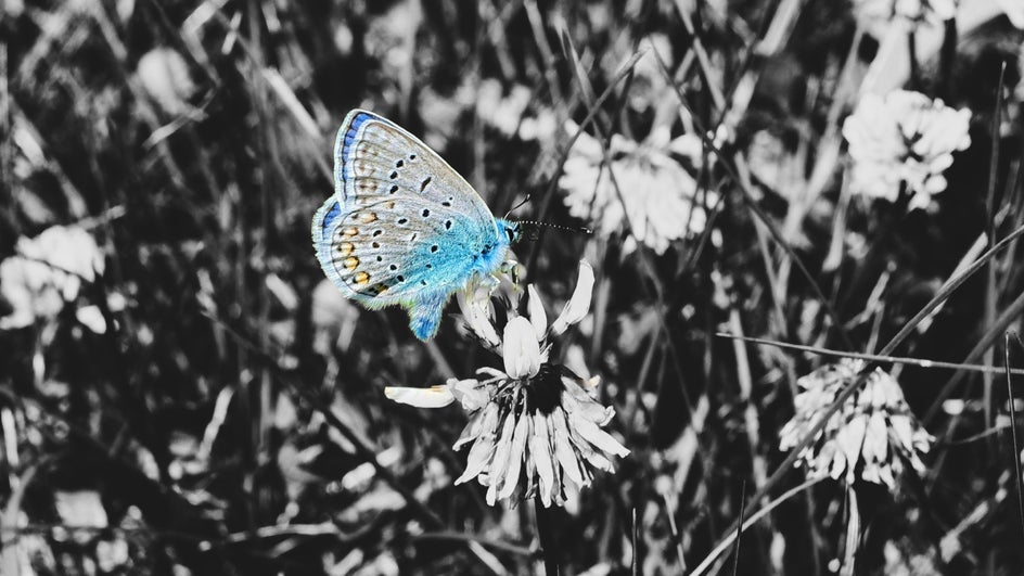 Black and white photo of butterfly on flowers with butterfly colorized in blue and yellow