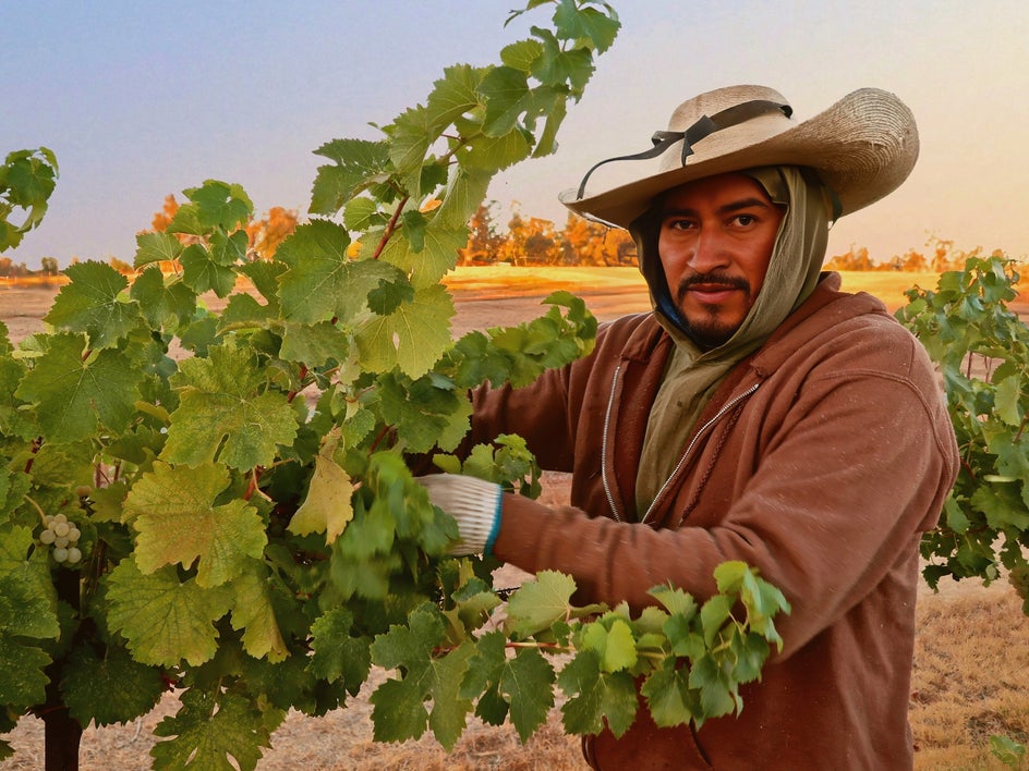 Chenin blanc grape picking