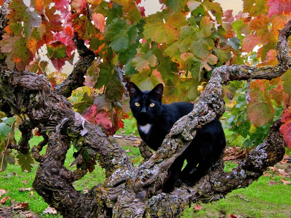 Black winery cat in tree