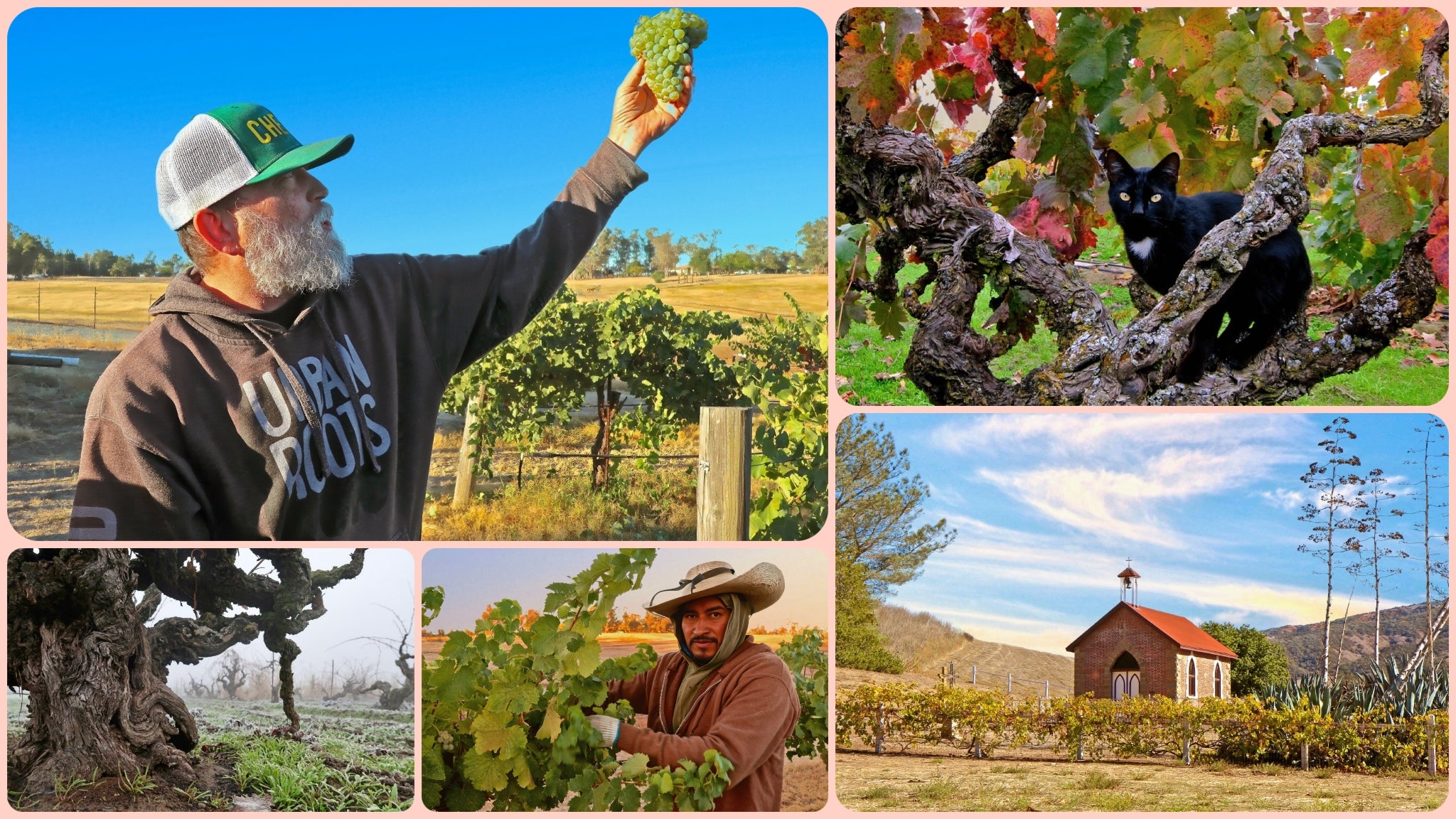 Wine photography featured Randy Caparoso collage