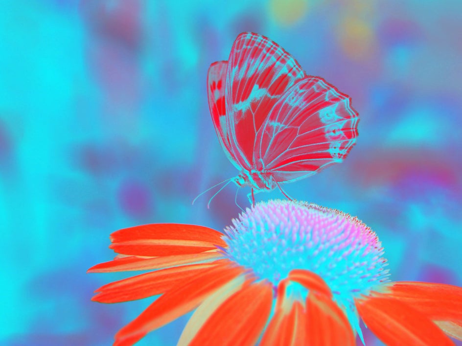 Negative effect applied to butterfly photo