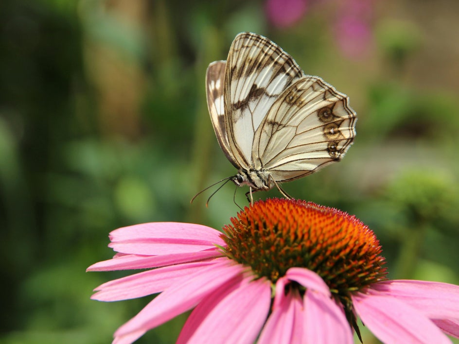 Butterfly on pink flower