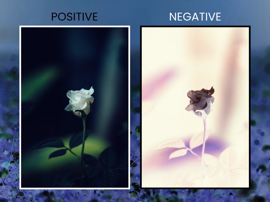 Positive vs negative exposure side-by-side applied to rose