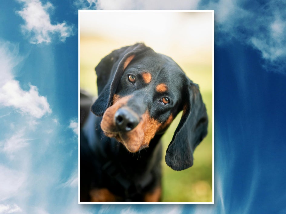 Black and brown dog portrait with clouds background