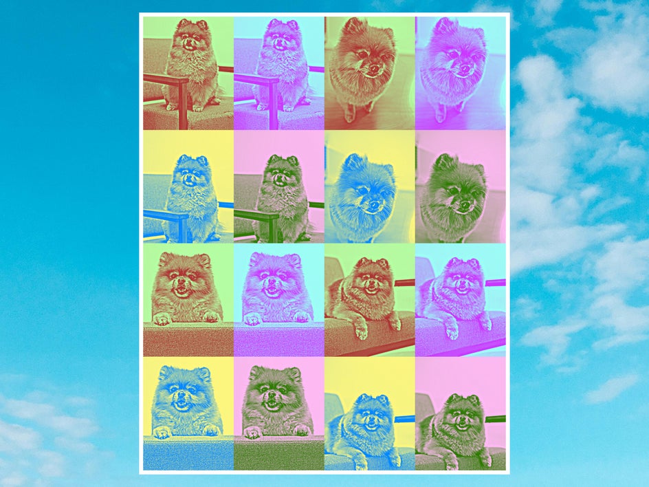 Pet art collage created using 2x2 panel pop art style repeated