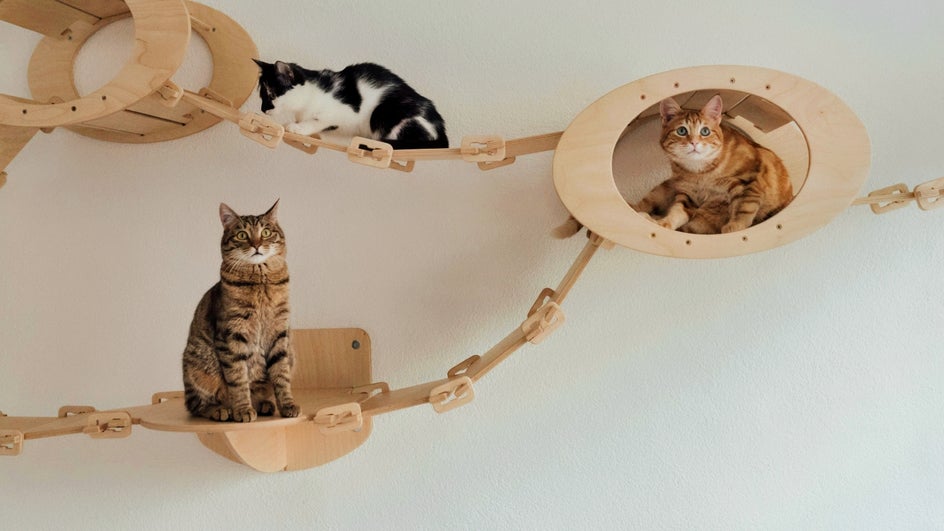 Pet cats funny virtual meeting background.