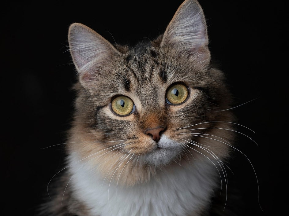 realism-painting-from-photo-pet-before